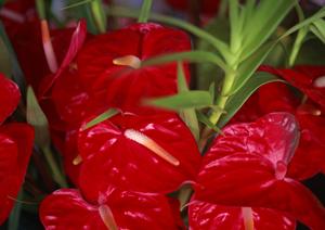 沖縄・那覇市にあるおもろまちの快適ホテル:東横INN那覇新都心おもろまちを徹底紹介